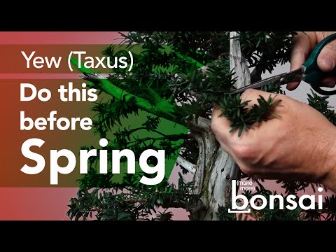 Bonsai di tasso di 60 anni riceve un nuovo stile prima della primavera
