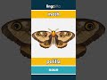 moth - polilla video thumbnail