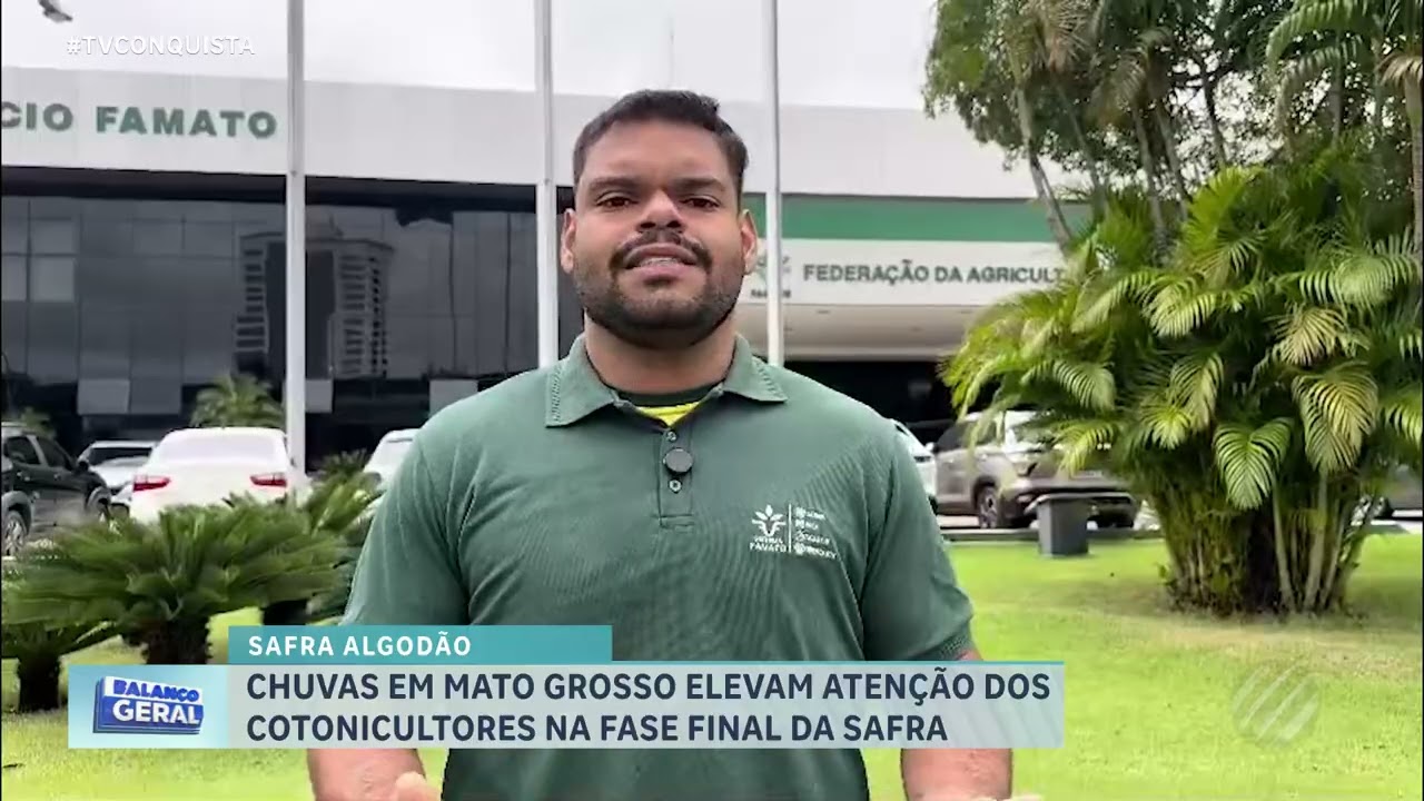 Chuvas preocupam cotonicultores e ameaçam qualidade do algodão em Mato Grosso