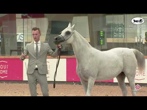 N 91 MEQBILAT ATHBAH   Sentower Diamond Trophy 2021   International Show   Mares 10+ Years Old Class