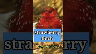 Download lagu info burung : jenis-jenis burung emprit di dunia part.1 mp3 Download lagu info burung : jenis-jenis burung emprit di dunia part.1 mp3