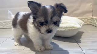 ハーフ犬の動画01