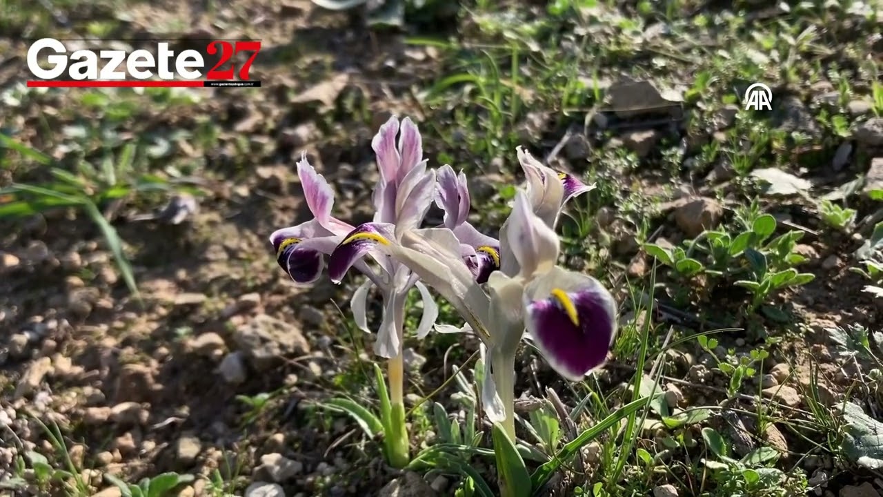 Fırat Nehri Kıyısında Açan Çiçekler Fotoğraflandı