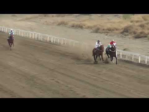 MALDITO CURITO  Club Hipico Añelo - Añelo -  03/09/2023
