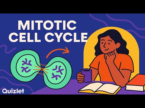 Interphase Quizlet
