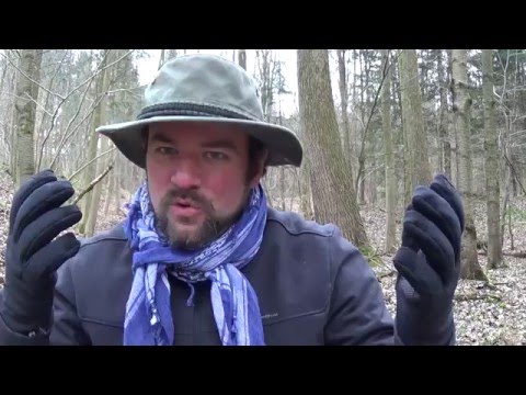 Ganz viele Waldfragestunden... (F&A-Marathon: 6/6)