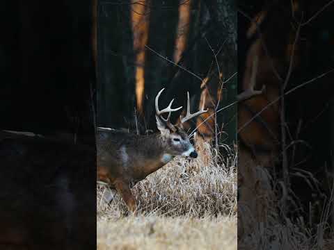 Which Deer Is Your Favorite? Our Best Buck Footage Of 2022 #shorts #hunting #wildlife #nature