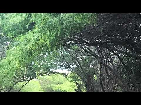 Santo Largo Savaneta Aruba