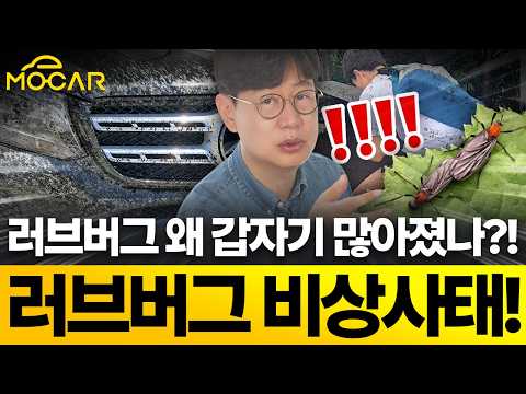 내 차에 덤비는 러브버그, 이유 있었네!...죽으면 바로 세차하세요!