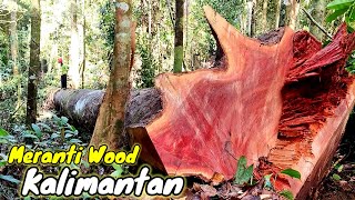 Download lagu Menebang pohon Besar ‼️Meranti merah Satu Abad lebih dari pedalaman hutan rimba kalimantan... mp3