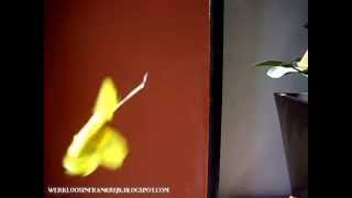 Amsterdam - Jacques Brel / De stad Amsterdam - Acda & De Munnik