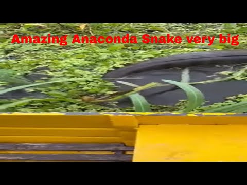 Amazon Rainforest Discovery Series | Snake Anaconda