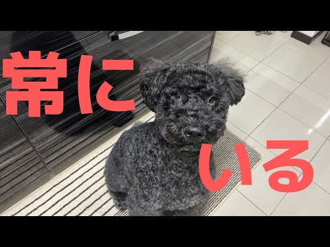 ケリーブルーテリア