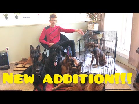 How to introduce a new dog to your current dogs