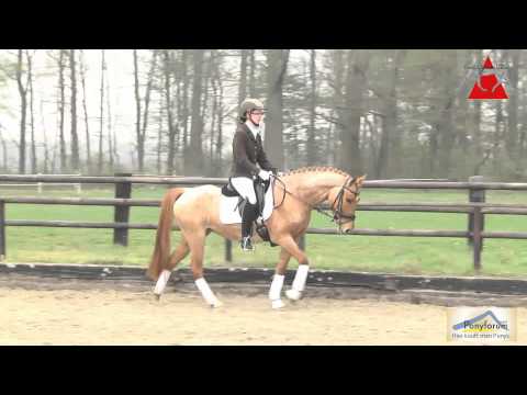 Divina 4j. Stute v. Danny Gold / Diamond Boy