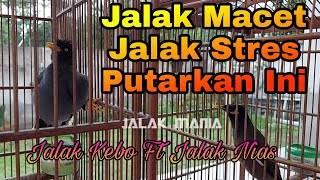 Download lagu Kicau Jalak Nias Dan Jalak Kebo Gacor Saling Sahut Bikin Jalak Malas Bunyi Jadi Gacor Ngoceh2 mp3