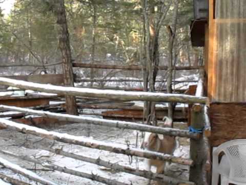 The Escape Artist. How the goat escapes the pen