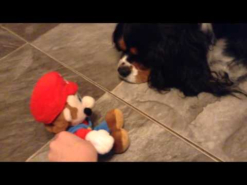 SMN Short: Mario hates dogs