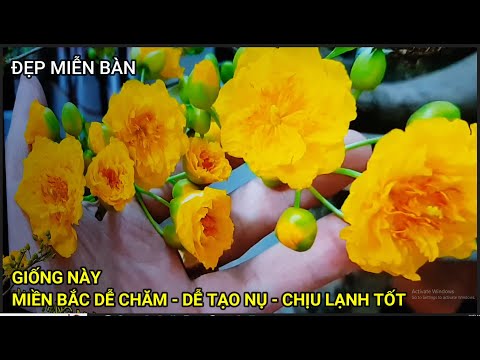 🔴 QBS22352 - GIỐNG HOA MAI ĐẸP TẠI MIỀN BẮC | GIỐNG MAI NÀO ĐẸP VÀ PHÙ HỢP VỚI THỜI TIẾT MIỀN BẮC