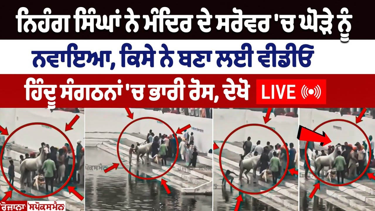 Video of Nihang Singh Bathing His Horse Inside Temple's Sarovar Went Viral on Social Media Video of Nihang Singh Bathing His Horse Inside Temple's Sarovar Went Viral on Social Media