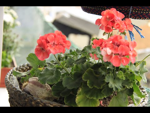 , title : 'Baharda Bahçenize Ekebileceğiniz 10 Çiçek | Dış ve İç Mekan Bitkileri | Ada Çayı Çeşitleri | VLOG'