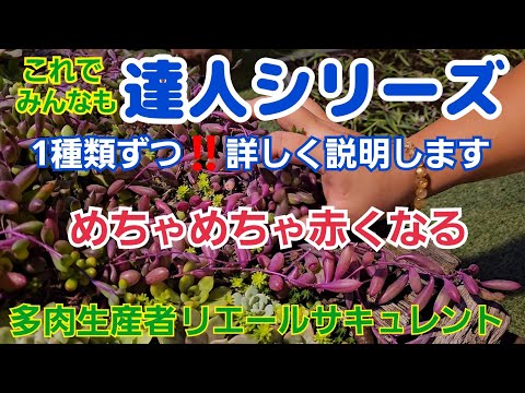 園芸 サボテンやその他の多肉植物の春の目覚め