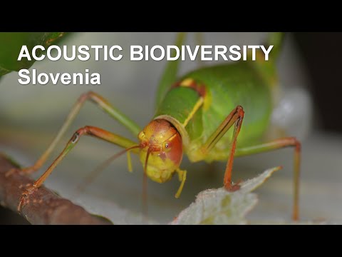 Biodiversity 
