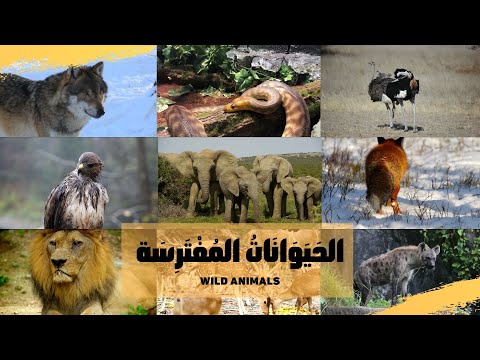 Wild Animals in Arabic for kids, Animal names and sounds in Arabic أصوات الحيوانات بالعربية
