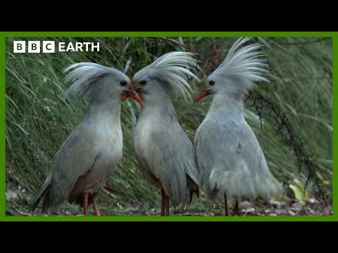 Kagu: One of the Most Curious Birds in the Animal Kingdom