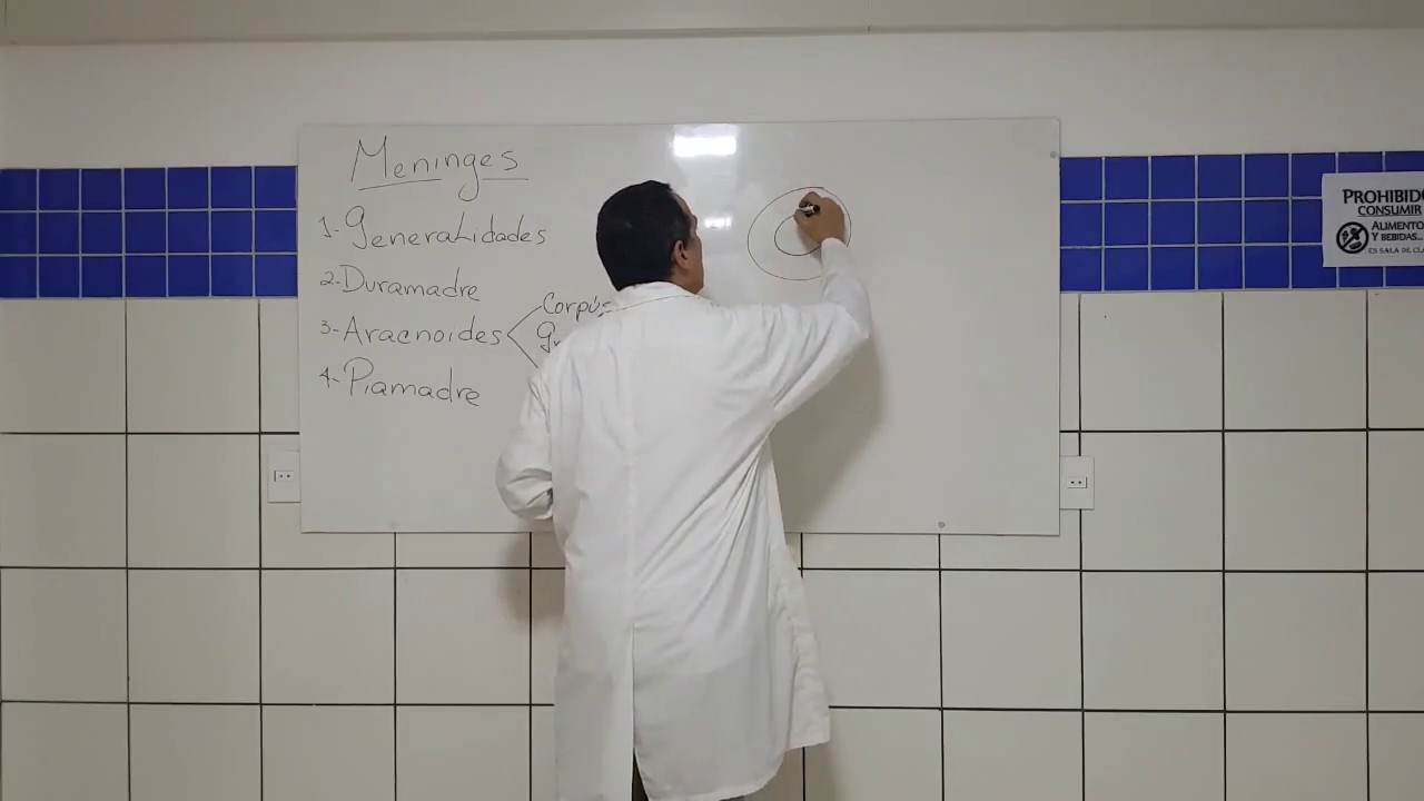 Anatomia de las Meninges