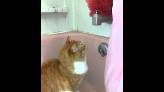 Itsy Bitsy Trash Kitty