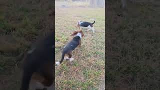 Video preview image #1 Basset Hound Puppy For Sale in Deepwater, NJ, USA