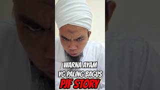 Download lagu Warna ayam yang paling bagus #antoniputramartadipura #antonipjf #ayamphakoy #ayamaduanindonesia #fyp mp3