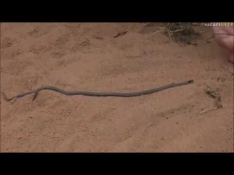 Safari Live : Snake that eat's Centipedes on Bush Walk with James April 07, 2017
