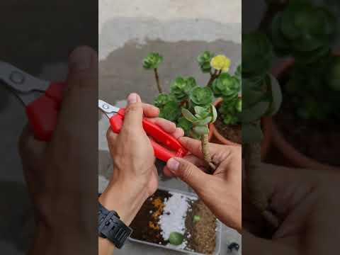 金錢木風水