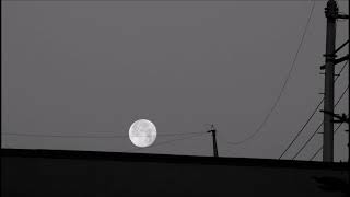 Cassandra Wilson - Harvest Moon