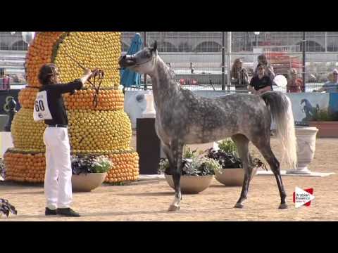N.60 RAFA’A - Menton 2015 - Mares 4 to 7 years old (Class 4)