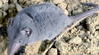 Download lagu Suara Tikus Clurut mp3