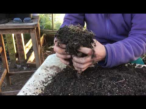 How to split bomarea hirtella