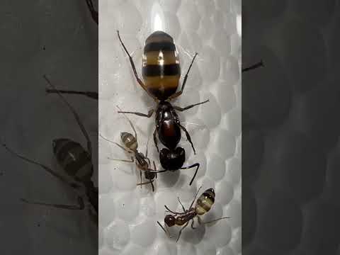 I COMBINED DIFFERENT SPECIES OF ANTS!