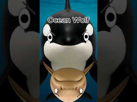 Orca Vs Great White Shark..