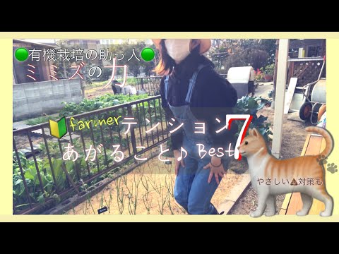 家庭菜園用にミミズを購入します。 鋳造品の肥沃なミミズの含有量 カルシウム 鉄 リン