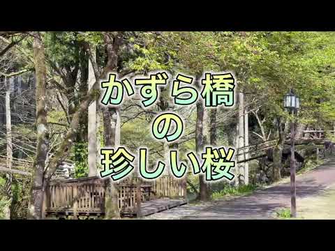 かずら橋｜御衣黄｜福井県池田町