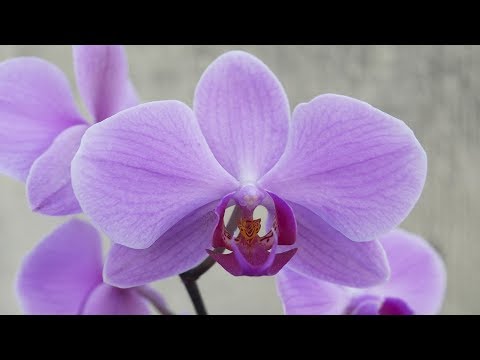 , title : 'Phalaenopsis - Orchideen Pflege leicht gemacht!'