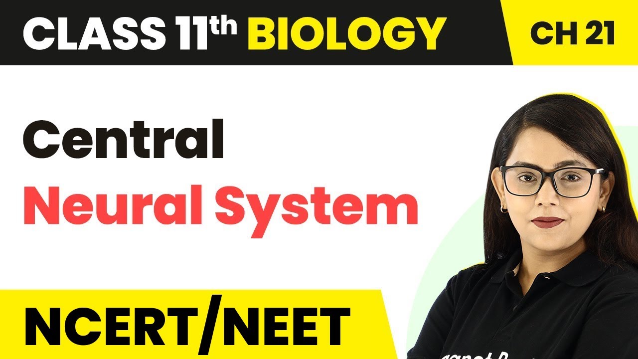 Central Neural System - Neural Control & Coordination | Class 11 Biology NEET/AIIMS