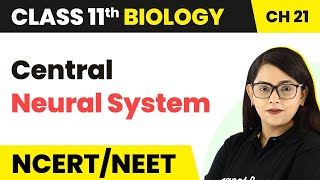 Central Neural System - Neural Control & Coordination | Class 11 Biology NEET/AIIMS