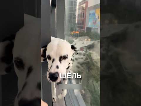 Дружелюбный соседский пёсик 😂 #истории #история #новости #новость #shorts