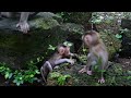 Wow So Smart Newborn Baby Monkey Is A Strong Man 360P