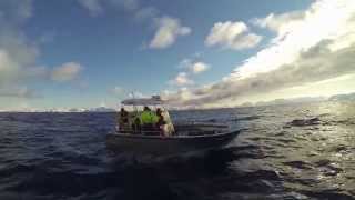 preview picture of video 'Sørøya Fun Tour 2014 - Skrei Fishing in Norway!'