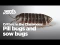Critters in the Classroom: Insect Edition - Pillbugs